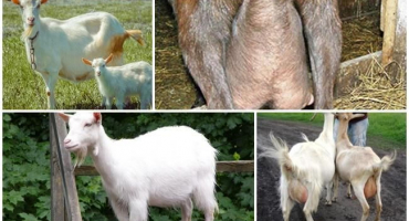 Jak vybrat správnou kozu a oblíbená plemena, tabulka produktivity